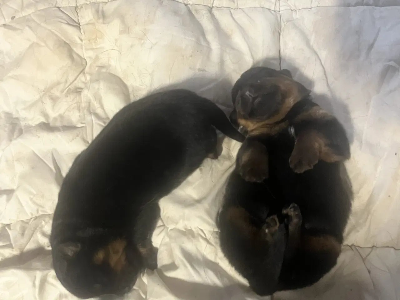 Billede 1 - Skønne hvalpe