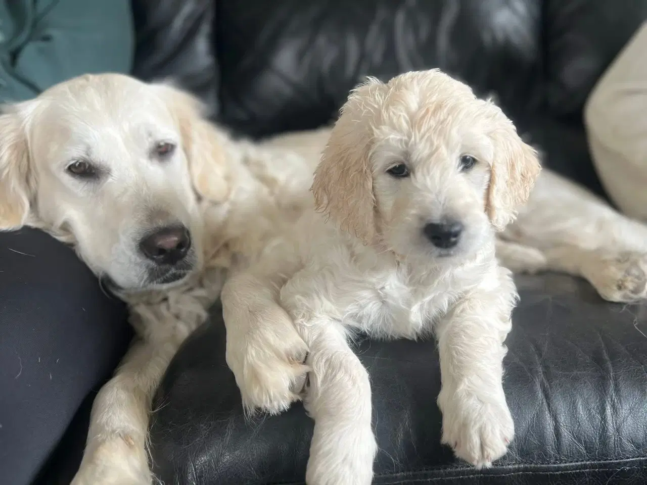 Billede 4 - Golden Doodle F1 hundehvalpe