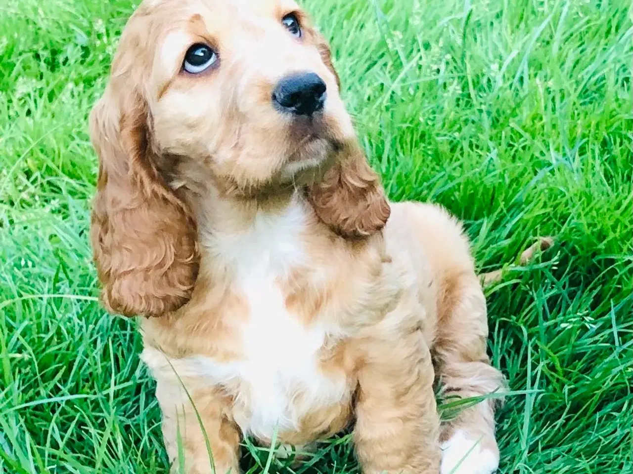 Billede 2 - Engelsk Cocker spaniel