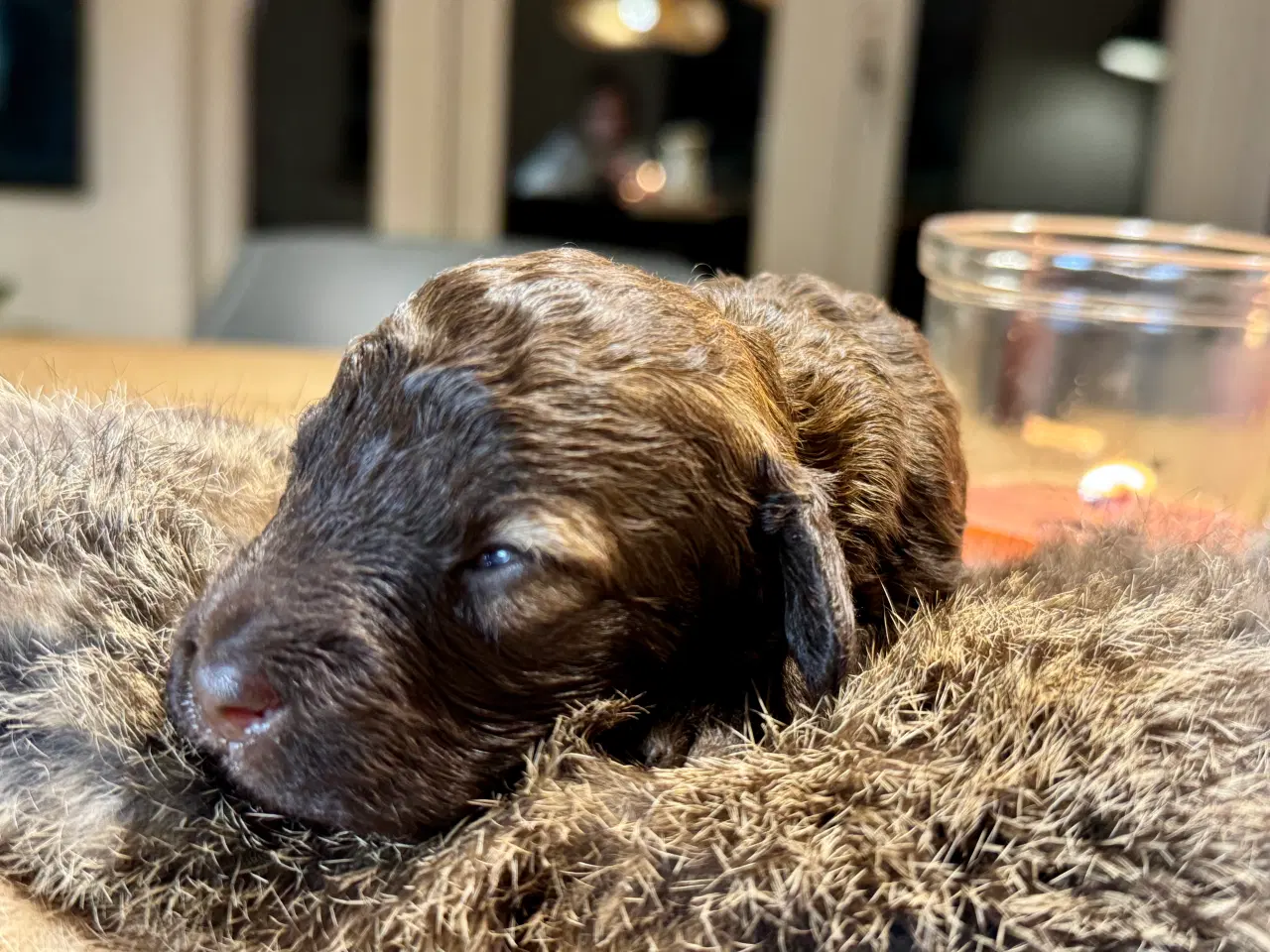 Billede 5 - Allergivenlig puddel hvalpe til juleferien