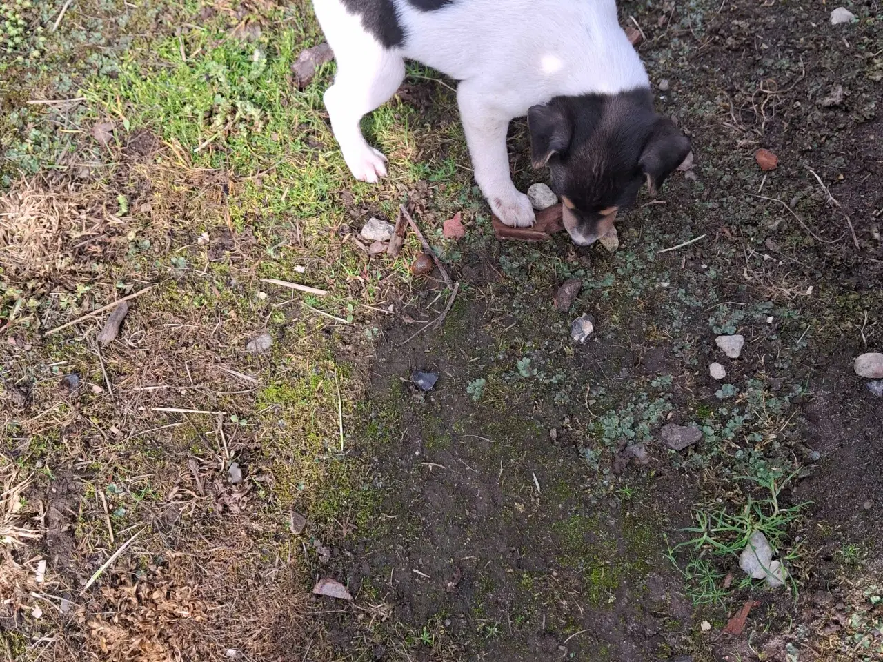 Billede 6 - Dansk svensk gårdhund (hundehvalpe)