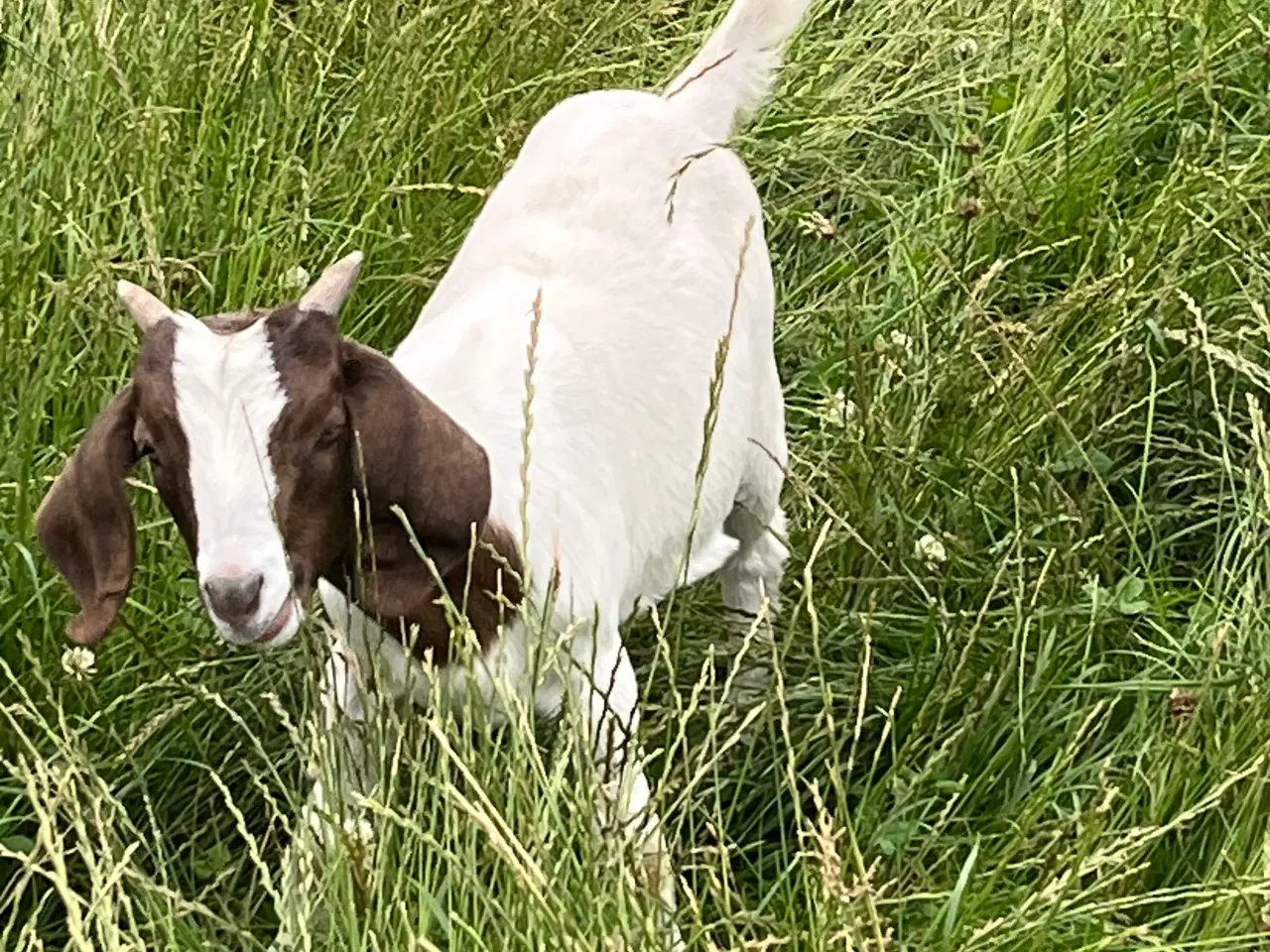 Billede 1 - Boer Gimmer kid
