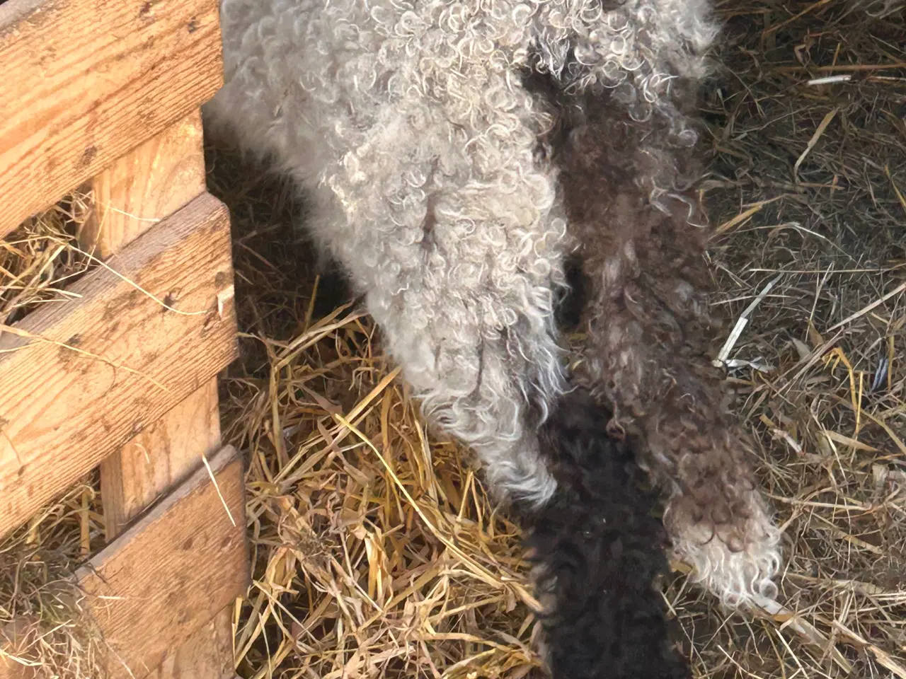Billede 6 - 2 Vallais Blacknose Væddere