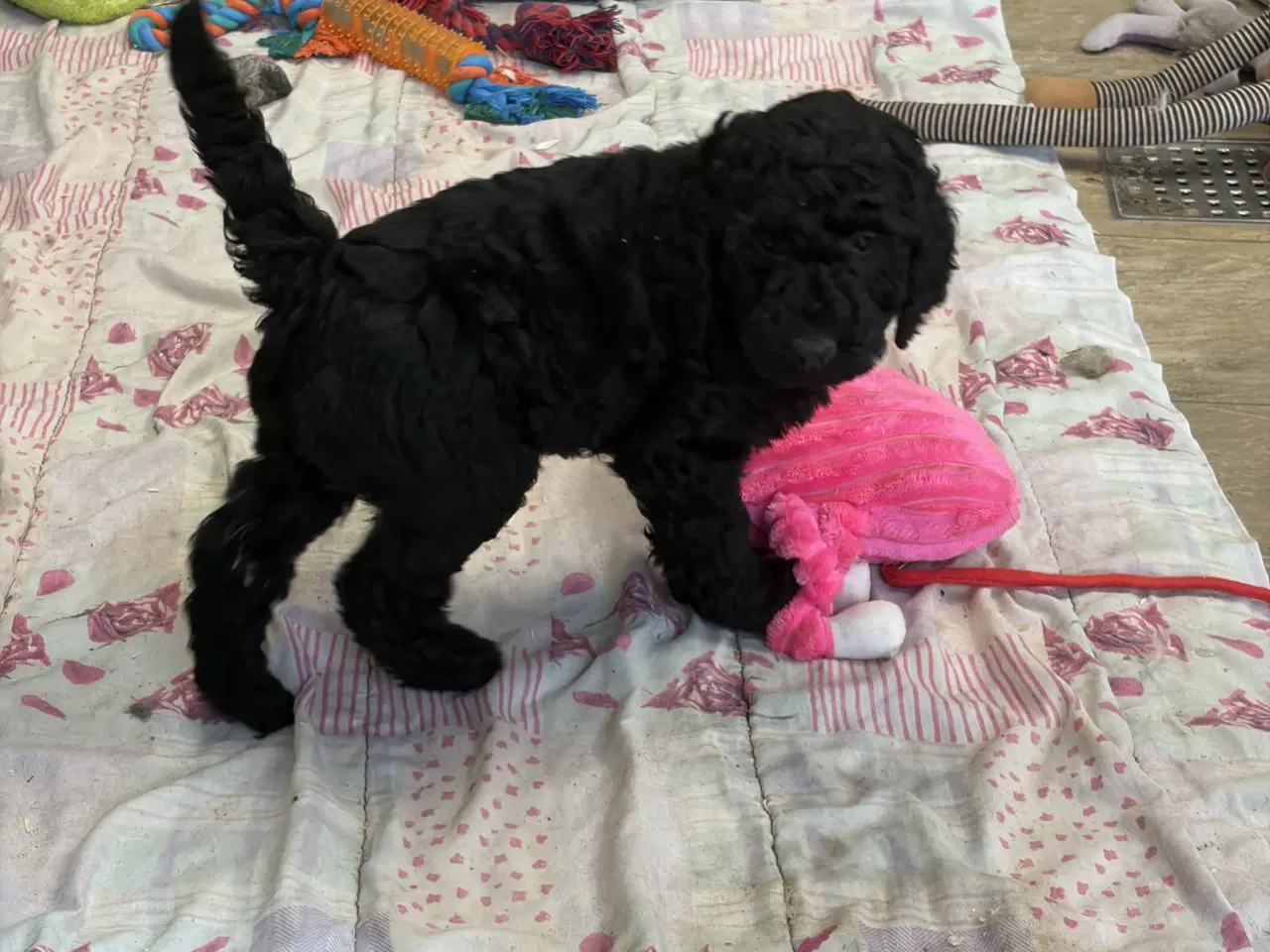 Billede 12 - Ægte mellem/stor puddel drenge må rejse nu !