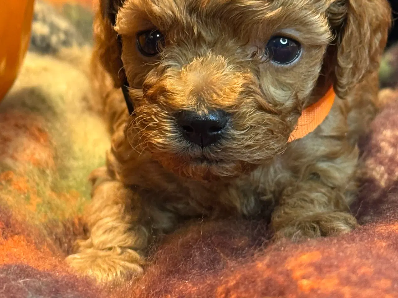 Billede 9 - Mini Amerikansk Cockapoo