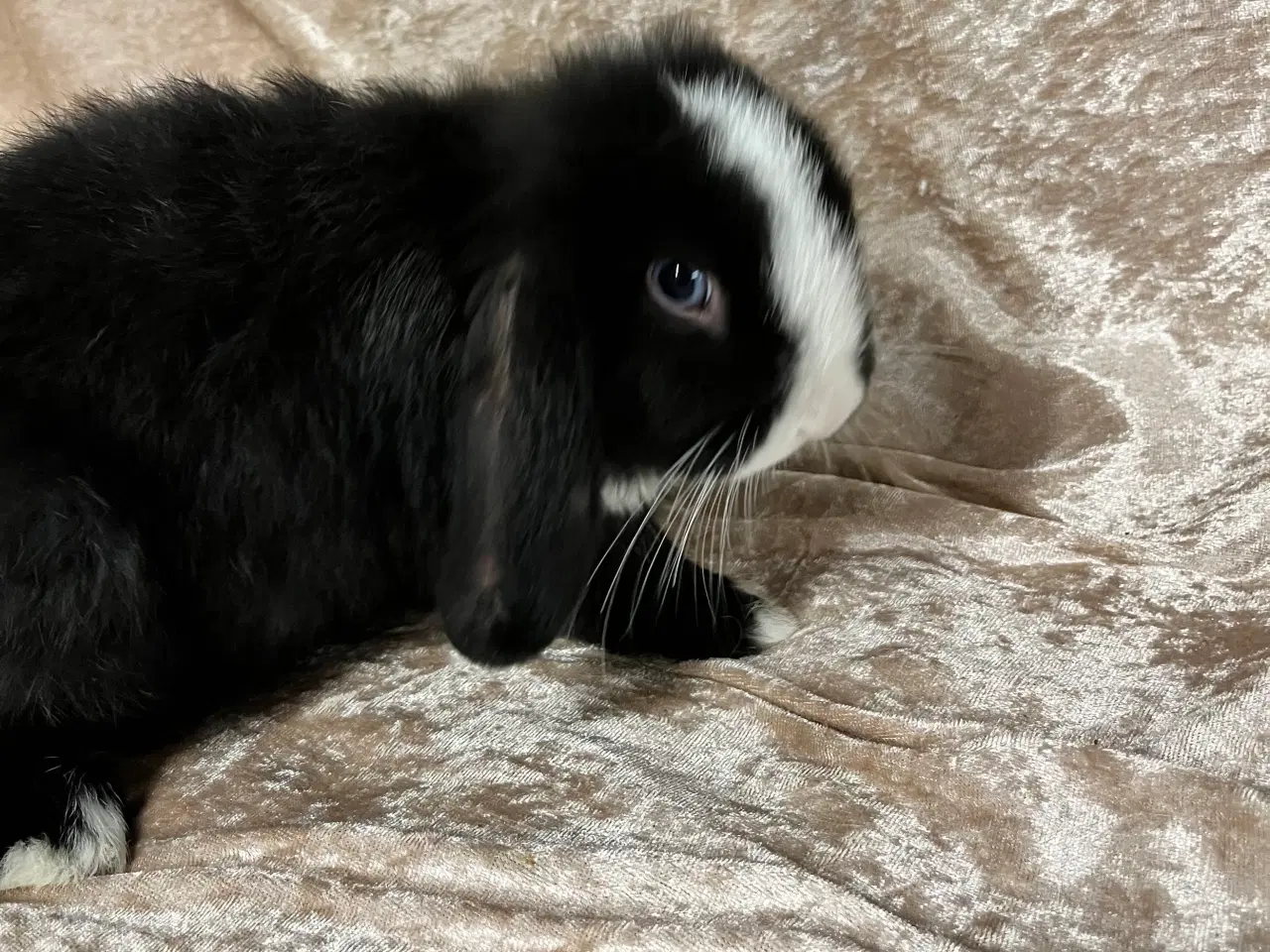Billede 2 - Mini lop