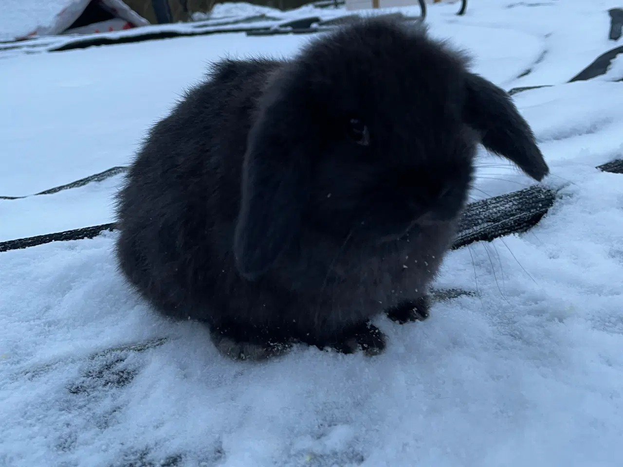 Billede 9 - Mini Lop - Kaniner 