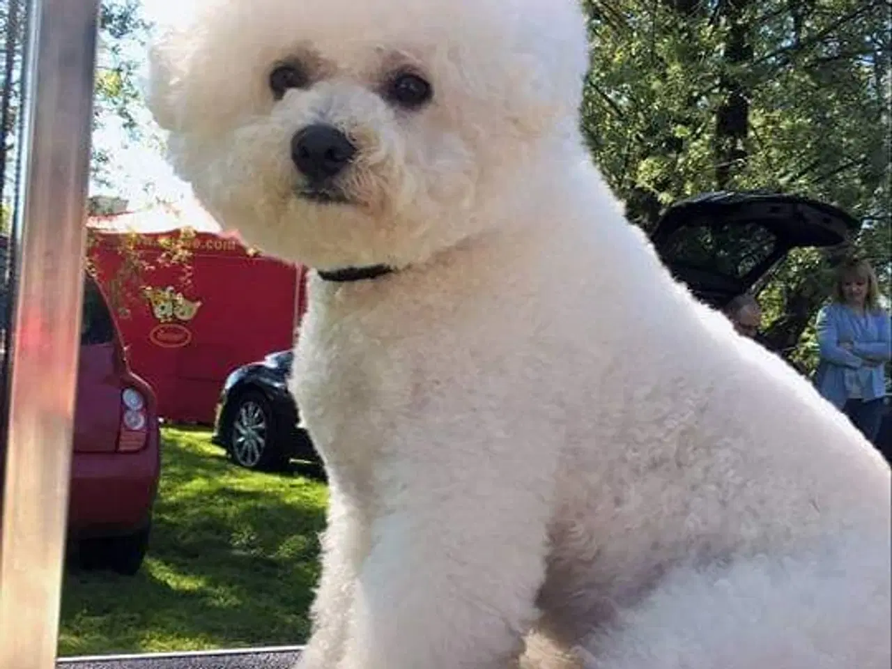 Billede 15 - Bichon Frise allergivenlige hvalpe