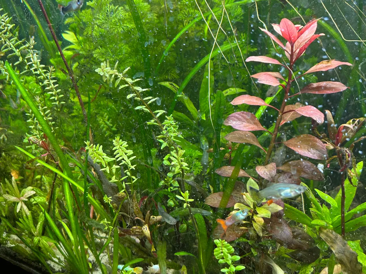 Billede 1 - 🌿 Levende akvarieplanter – 2 stk. GLS