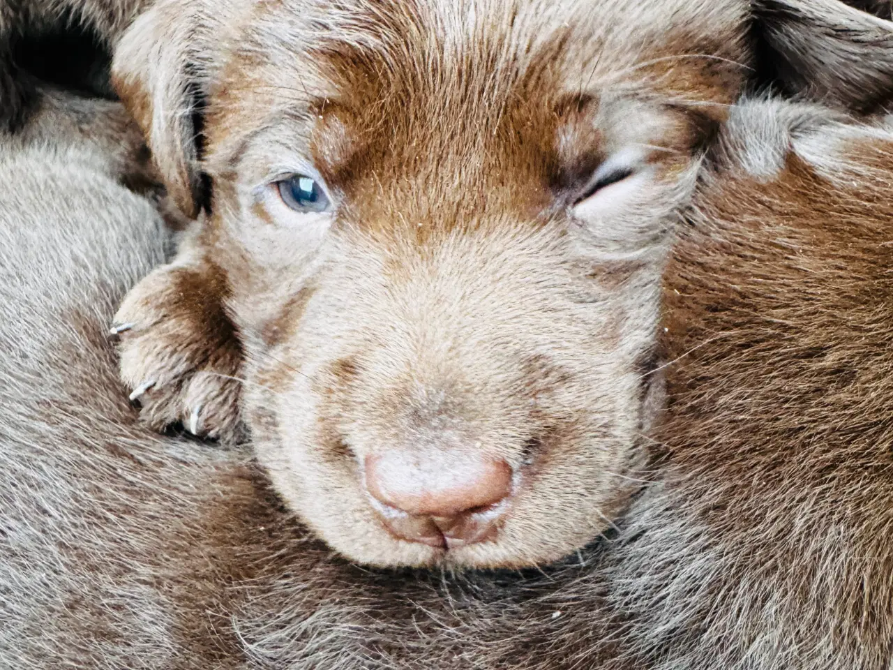 Billede 2 - Brune labrador hvalpe kr. 10.000