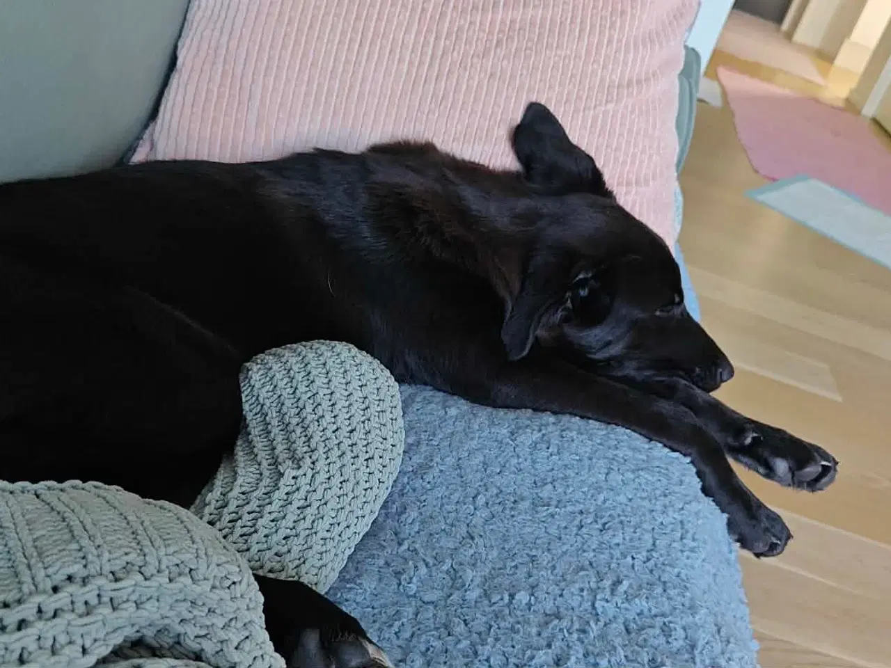 Billede 4 - Skønne Atlas søger egen familie 💙