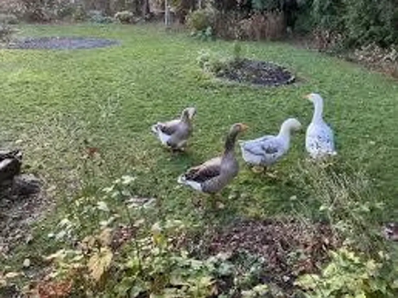 Billede 1 - Havemand søges altmuligmand