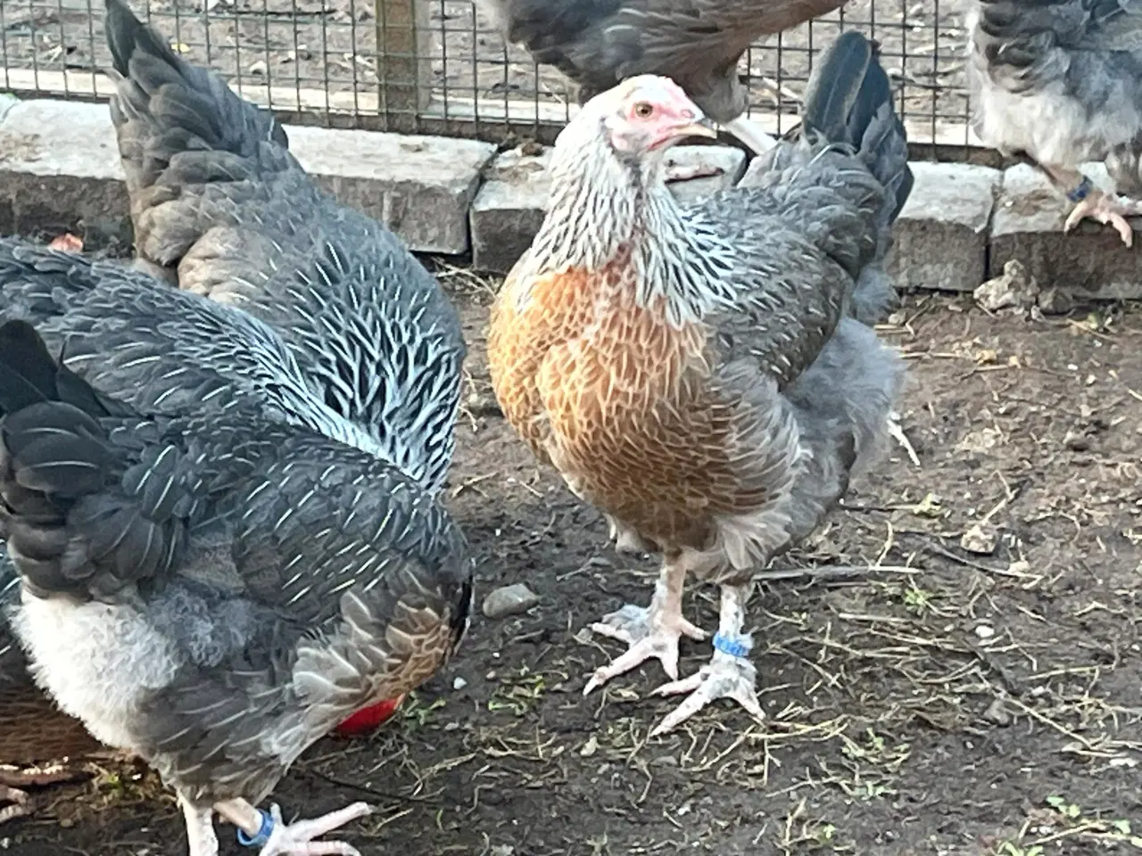 Billede 1 - Maran daggamle kyllinger