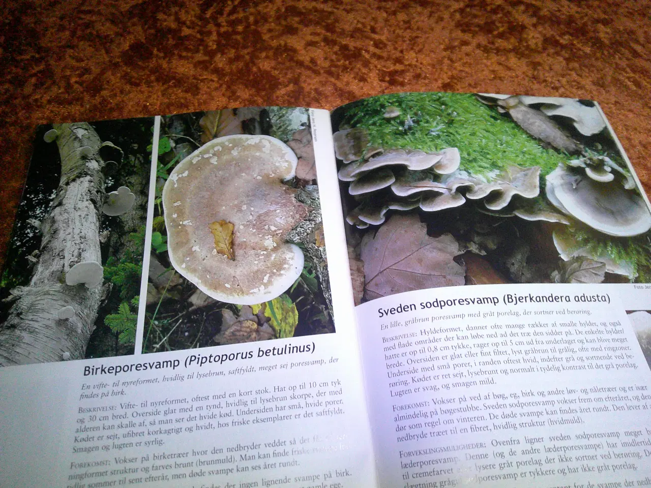 Billede 3 - Svampejagten, Jacob Heilmann-Clausen