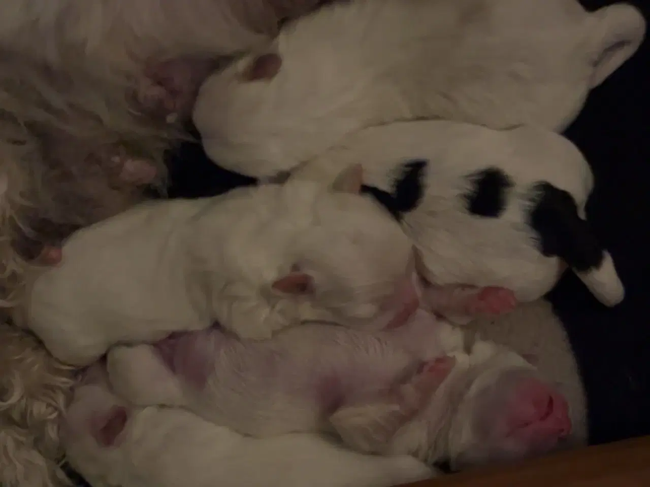 Billede 2 - Boomer hvalpe (Shih Tzu/Malteser)