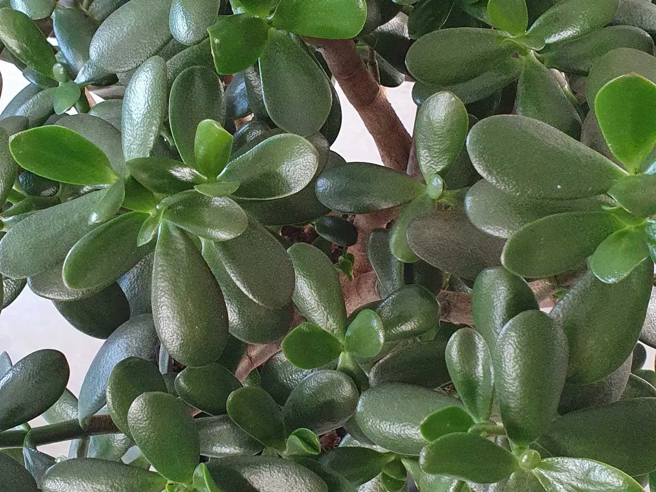 Billede 1 - Store grønne planter