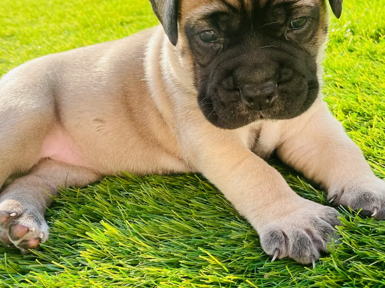 Billede 1 - Bullmastiff