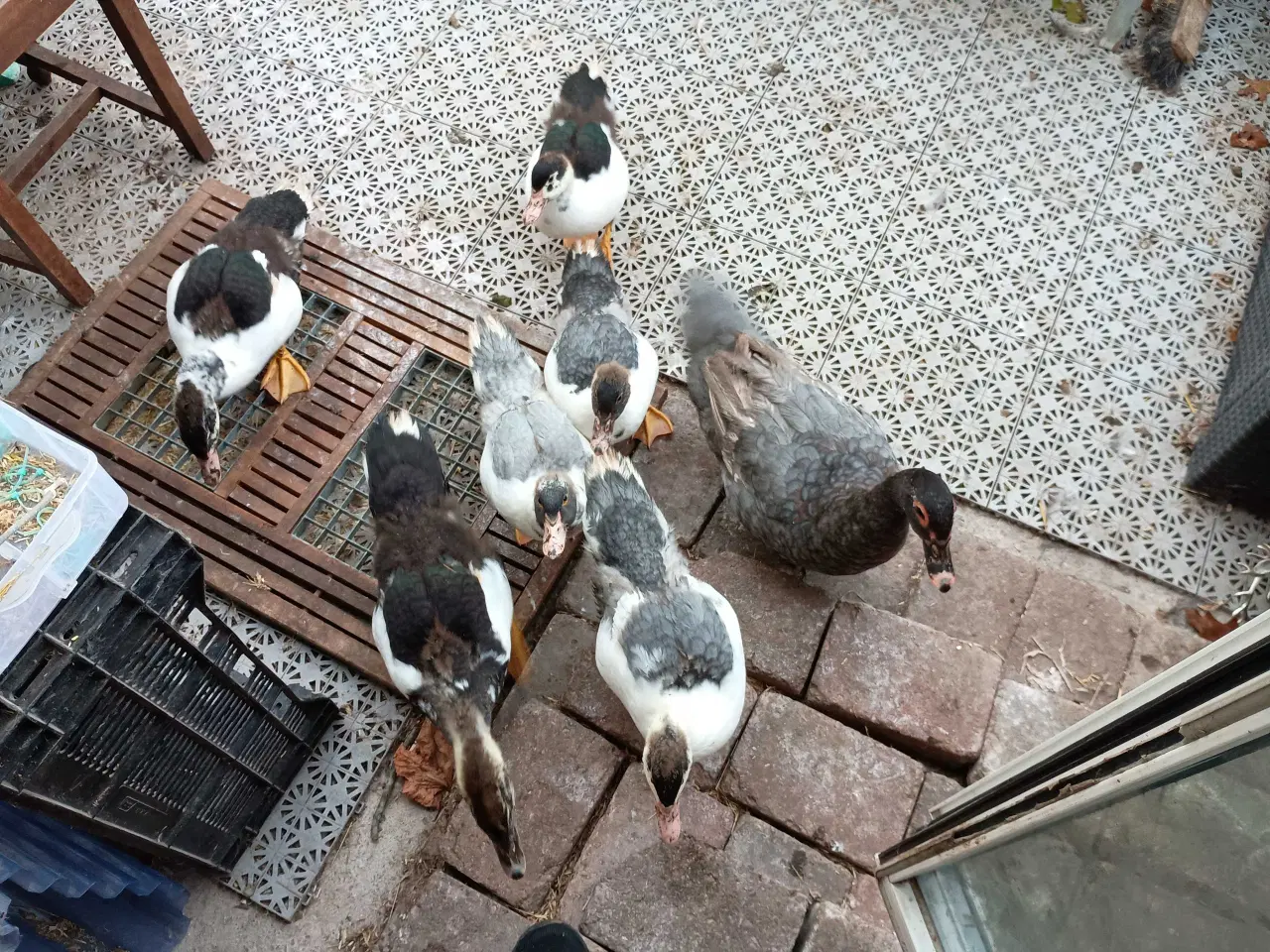 Billede 4 - Ællinger / ænder