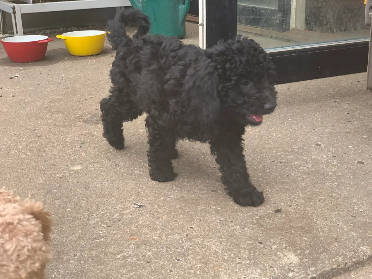 Billede 4 - Mini Golden Doodle F1B babyer 