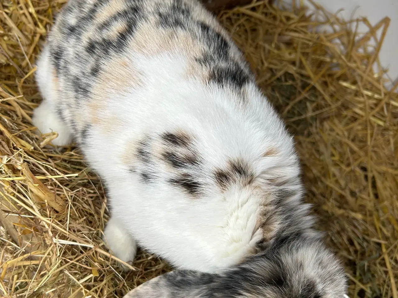 Billede 5 - Dværg Kanin