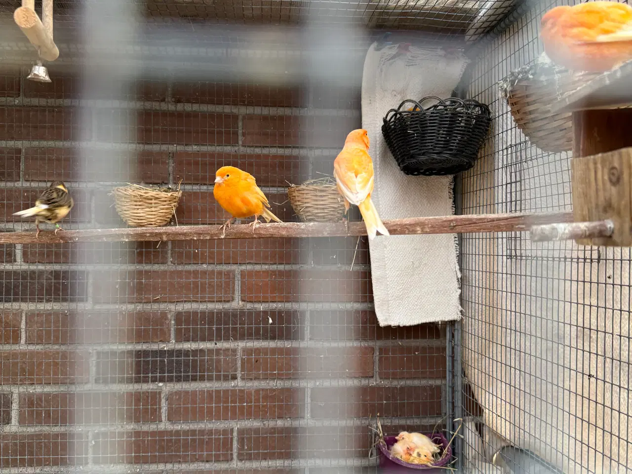 Billede 5 - Unge Kanariefugle 