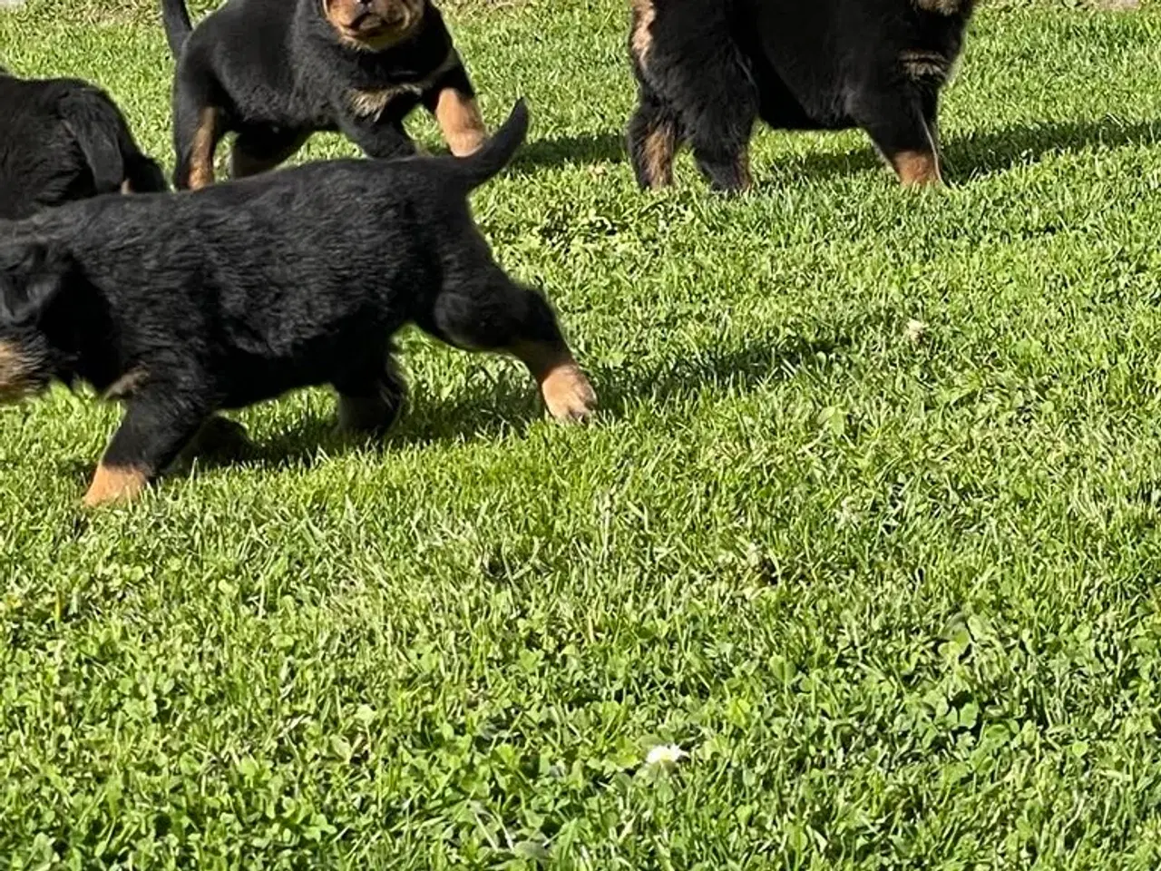 Billede 8 - Rottweiler hvalpe 