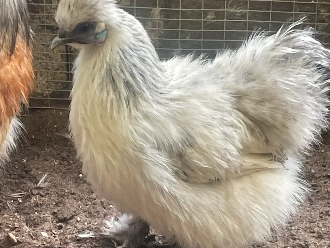 Billede 1 - Silkehøns dværgrace