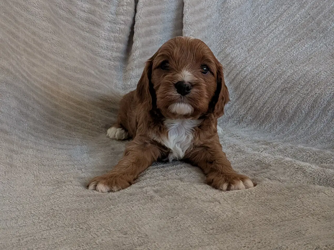 Billede 4 - Cavapoo hvalpe søger kærlige hjem - Cava/Toypuddel