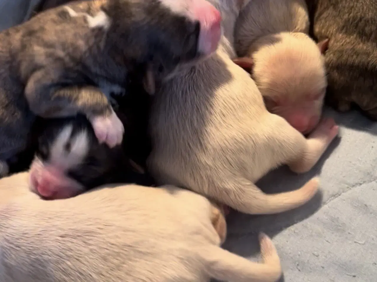 Billede 2 - Allergivenlige blandingshvalpe Bichon Havanais / S