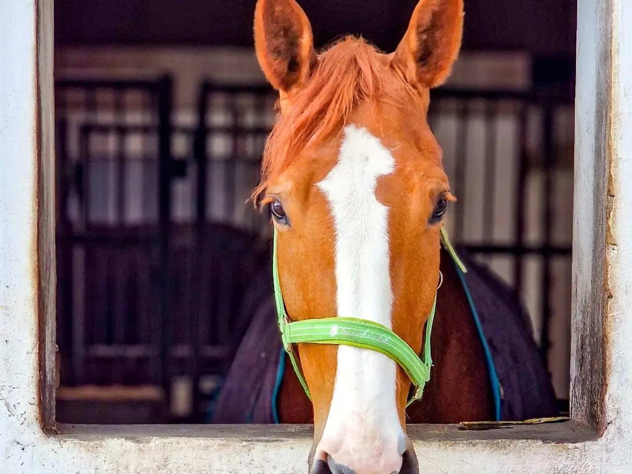 Billede 2 - Palomino hoppe 7 år