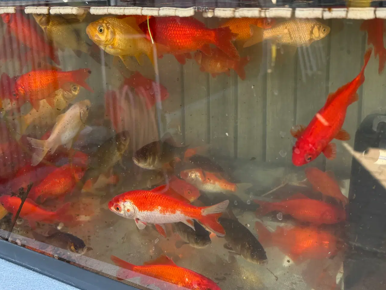 Billede 2 - Guldfisk 6-10 cm