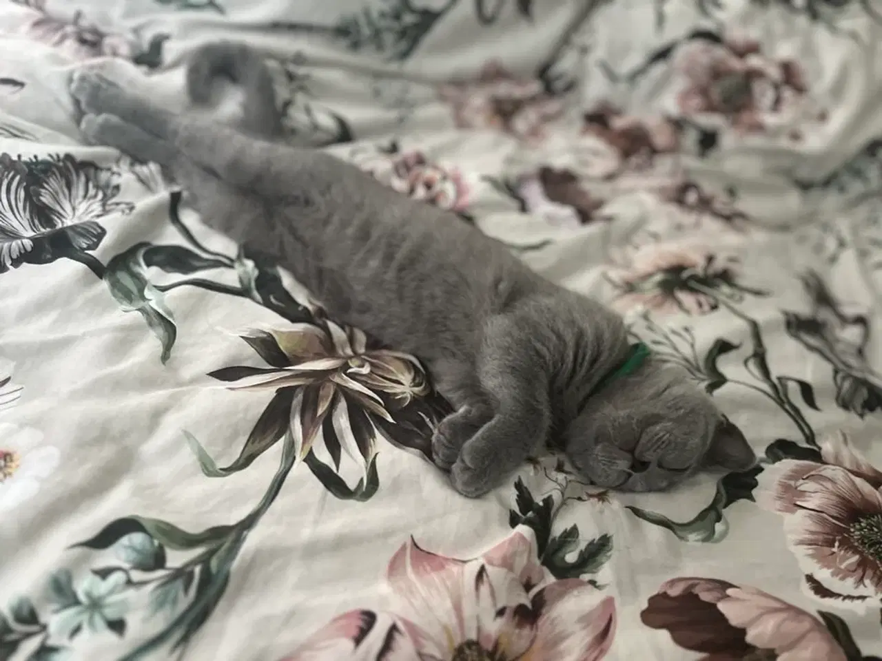 Billede 2 - Skønne British katte 