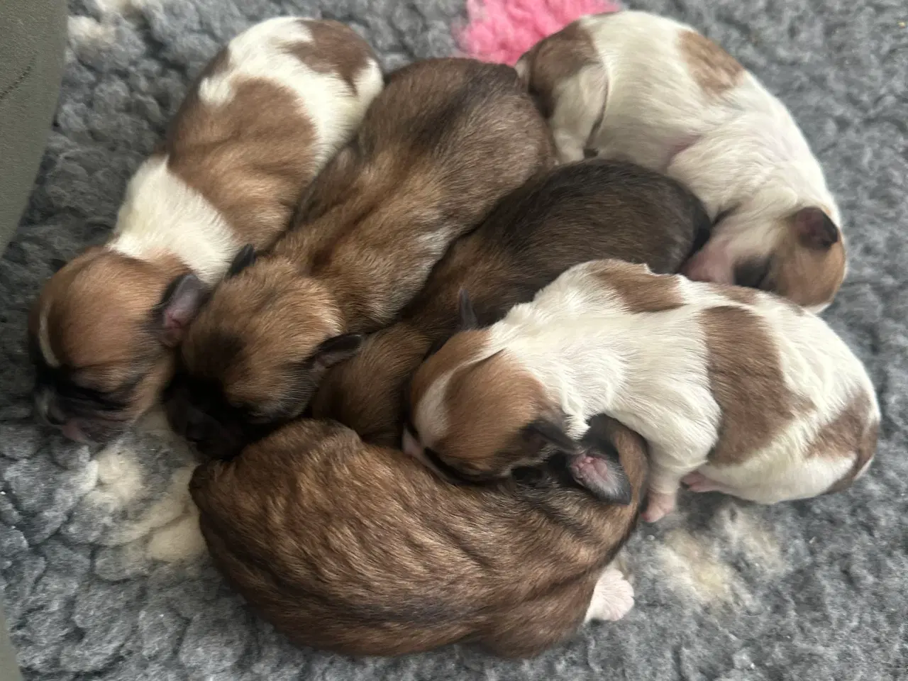 Billede 1 - Lhasa apso hvalpe