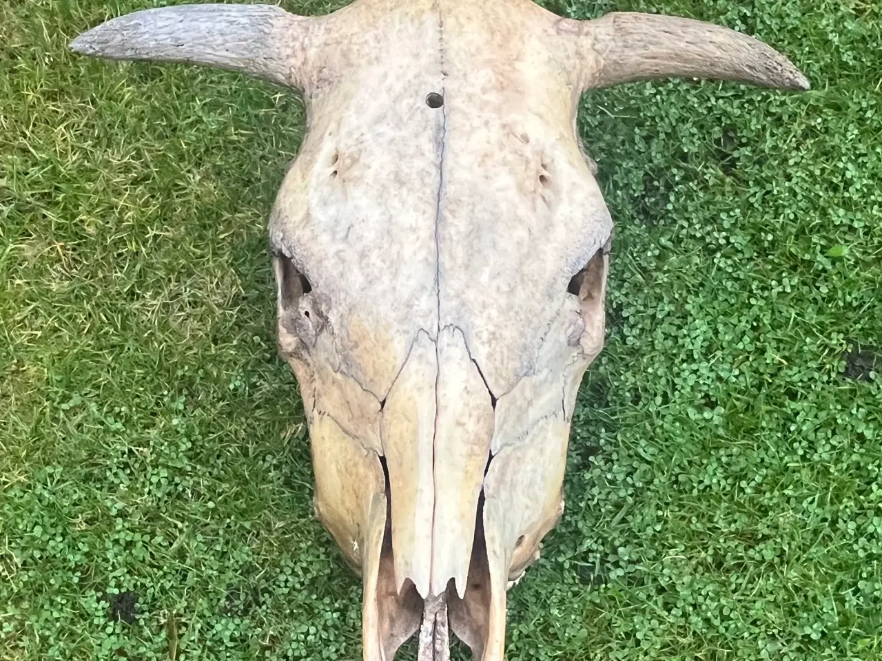 Billede 9 - Kranier fra kvæg typen Longhorn