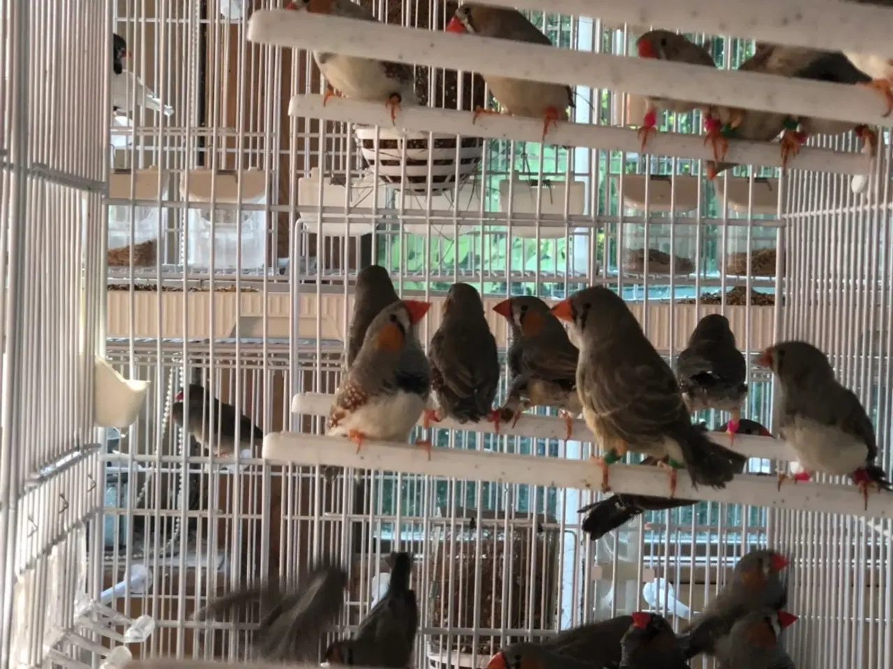 Billede 1 - Zebrafinker 