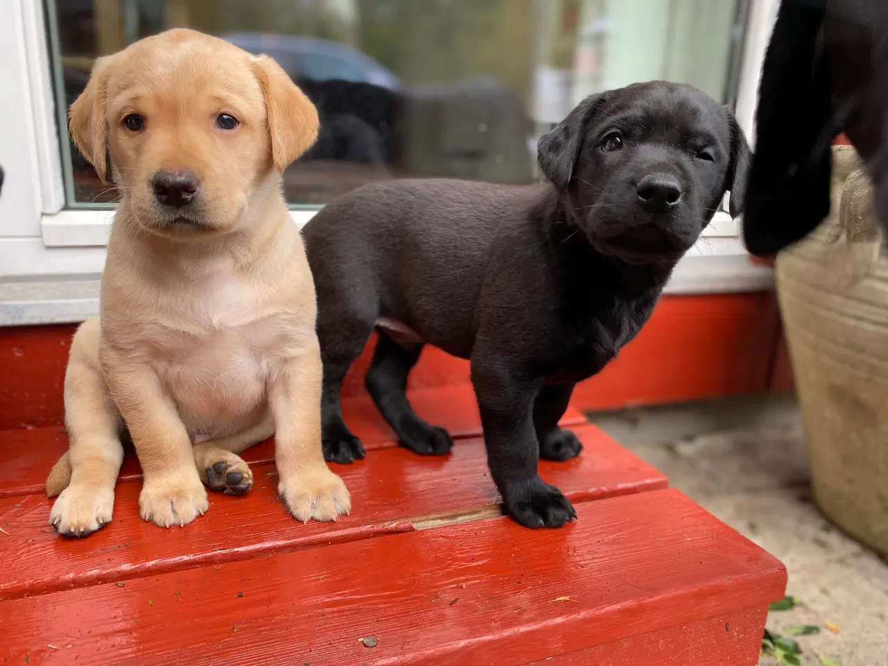 Billede 2 - Labradorhvalpe med stamtavle