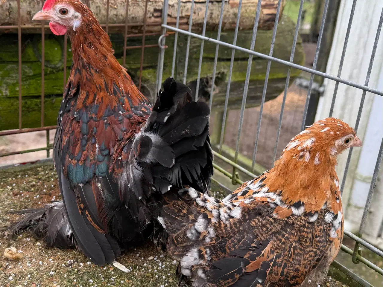 Billede 5 - Mindste hønse race