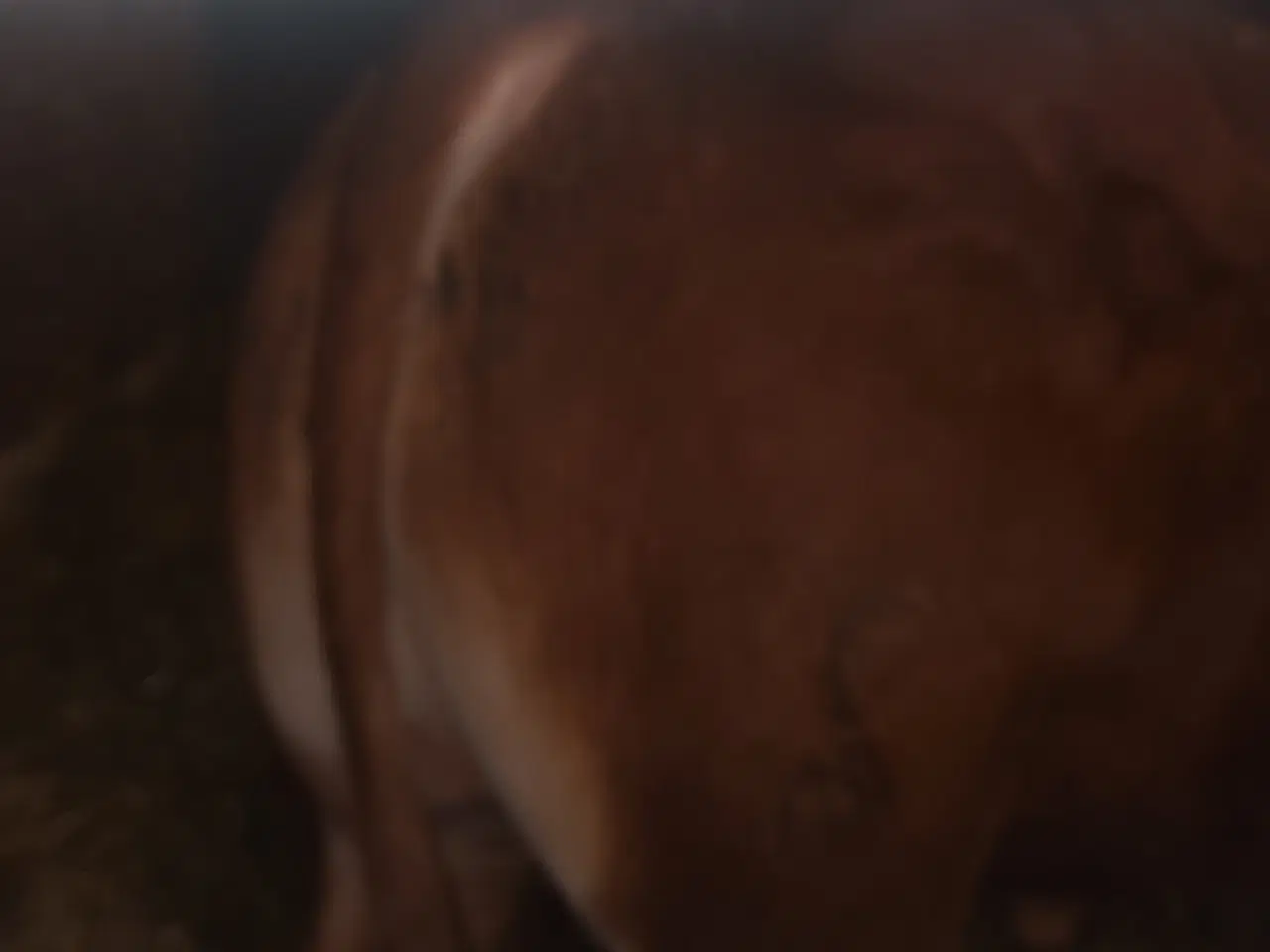 Billede 1 - Limousine Tyr