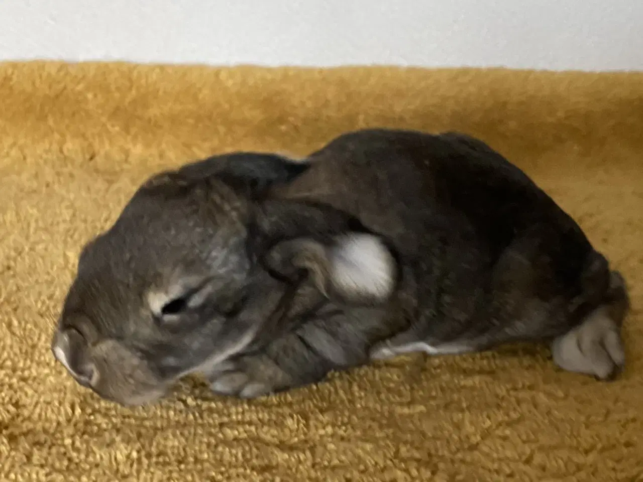 Billede 6 - FRANSK VÆDDER HUN VILDTGRÅ