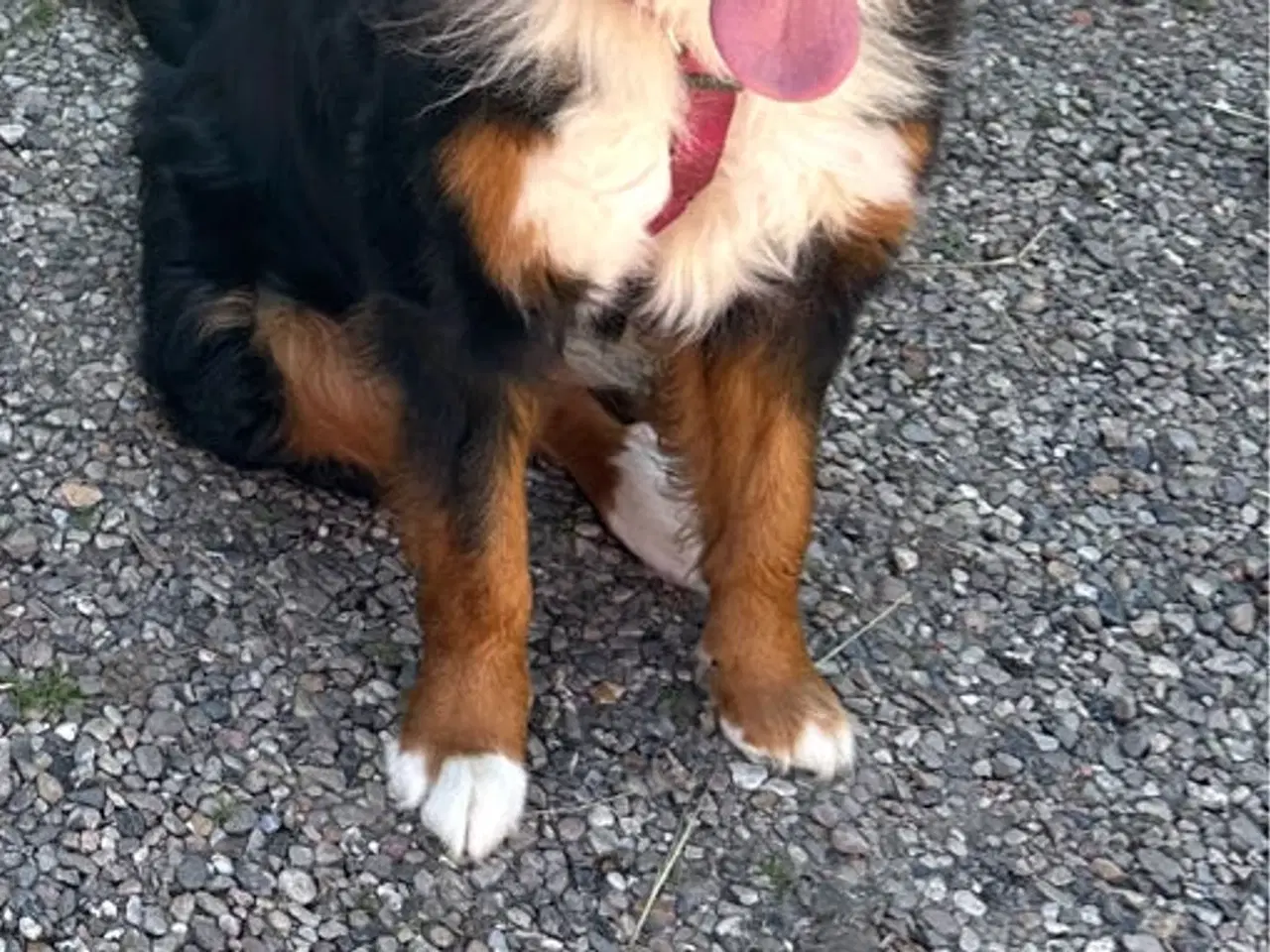 Billede 2 - Super sød familiehund søger nyt hjem