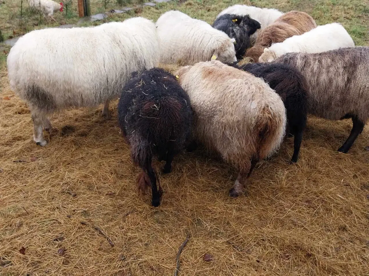 Billede 7 - Sort & hvidt får i 6818 til salg.