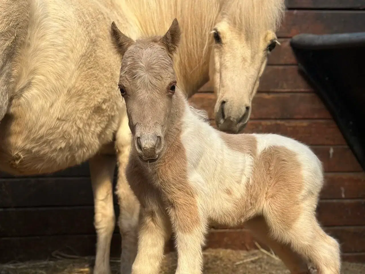 Billede 3 - AMHA PALOMINO PINTO 