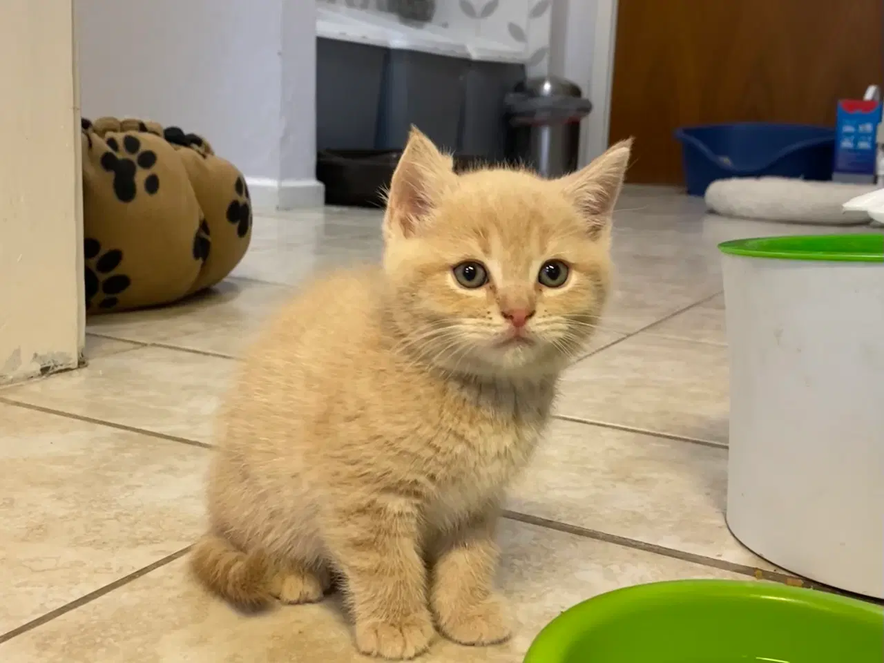 Billede 1 - British Shorthair killinger søger kærlige hjem