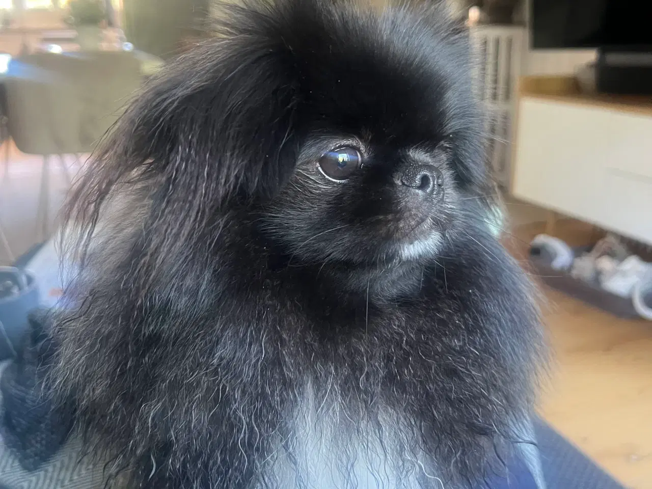 Billede 2 - Pomeranian/ pekineser 