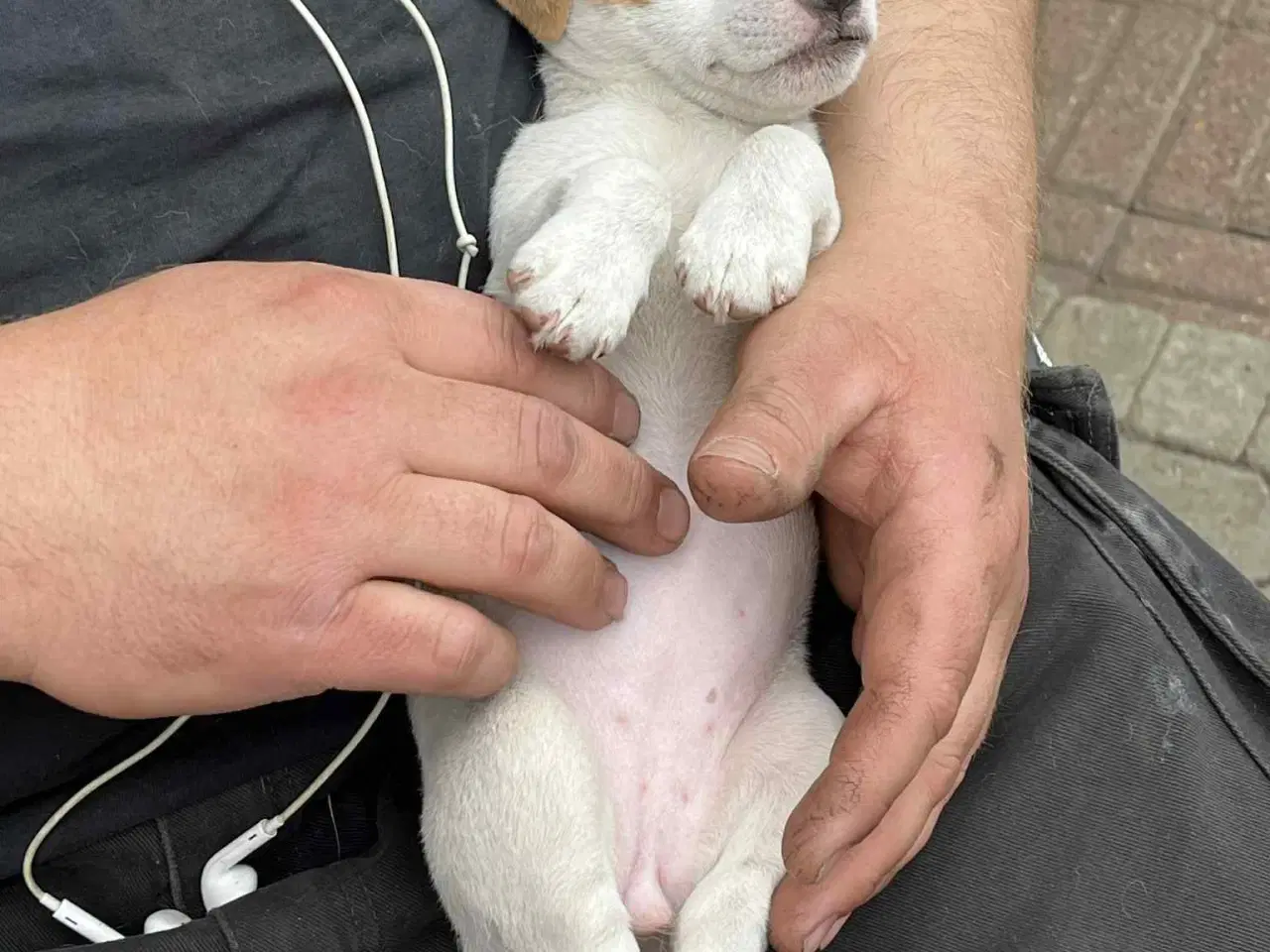 Billede 5 - Jack Russel Terrier Hvalpe