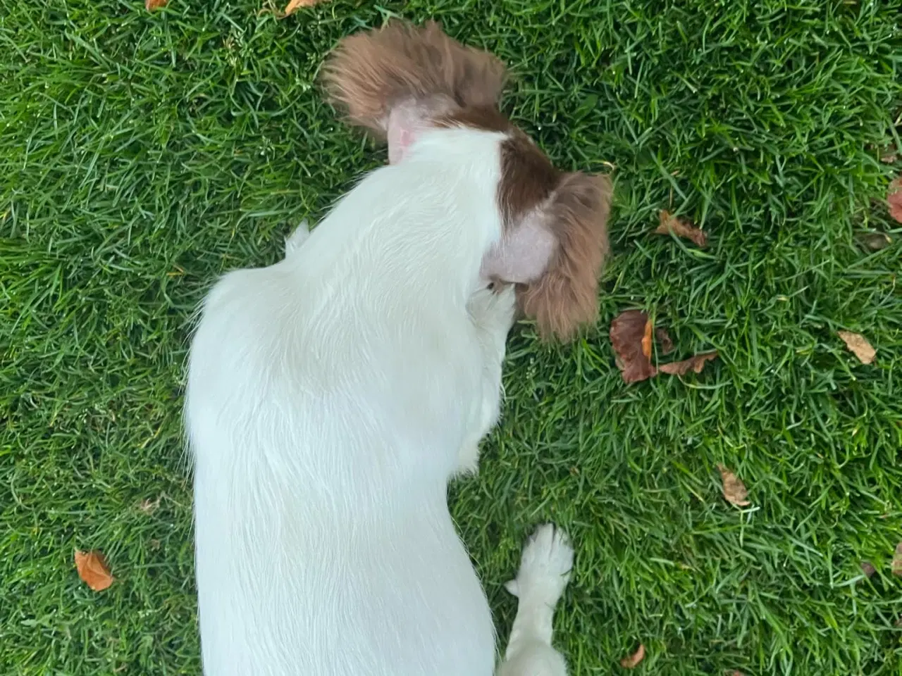 Billede 5 - Ft springer spaniel