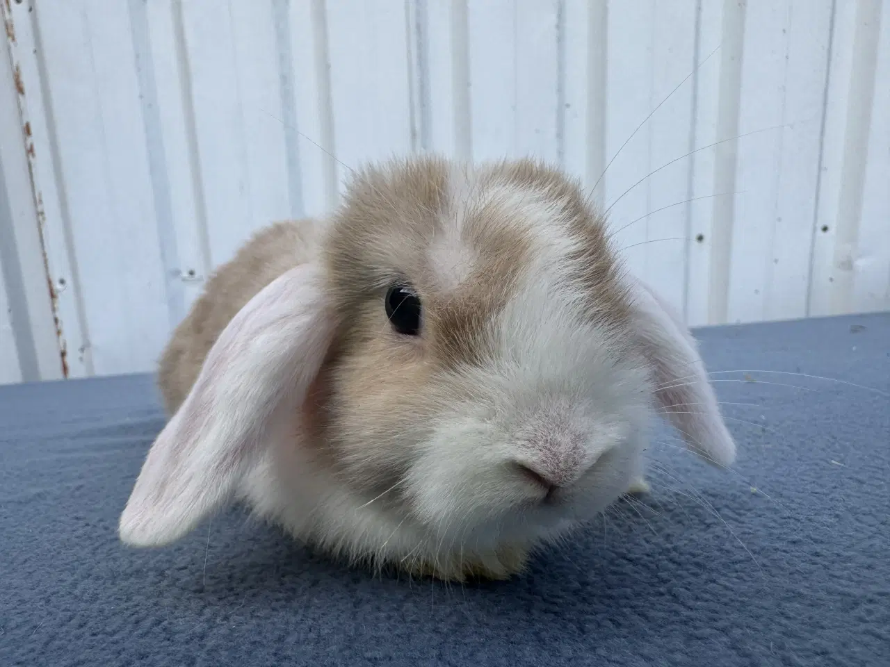 Billede 3 - Dværgvædder/Mini lop hunkanin