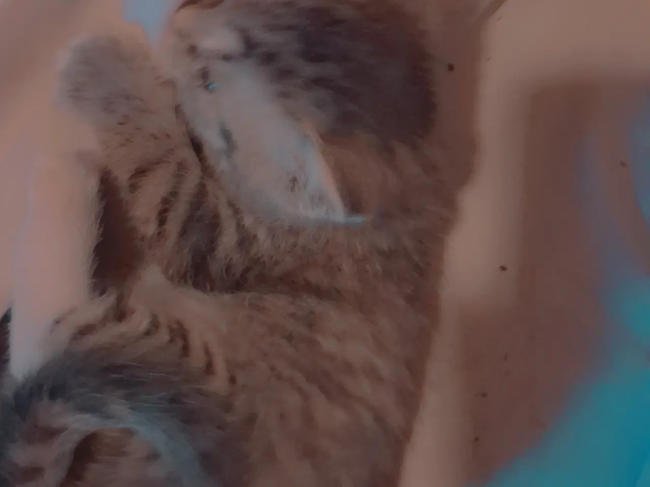 Billede 6 - Minikat.