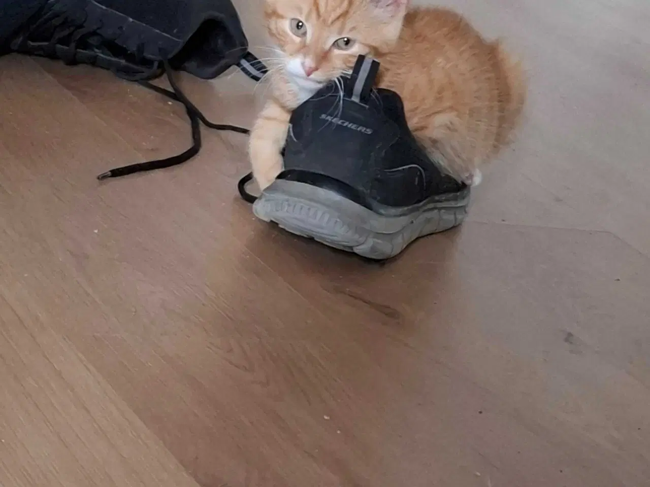 Billede 2 - melvin sælges