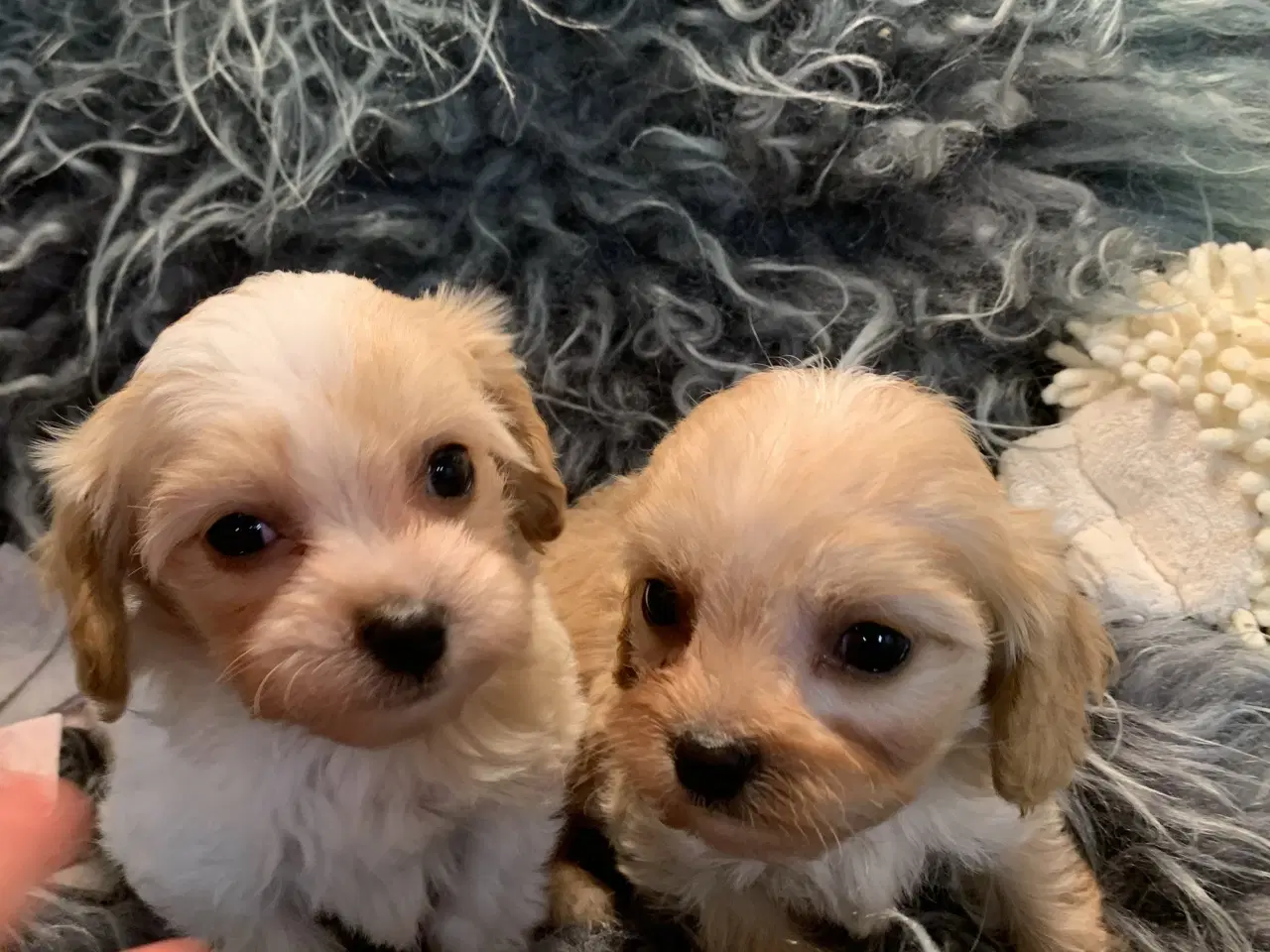 Billede 12 - Mini cavapoo babyer F1